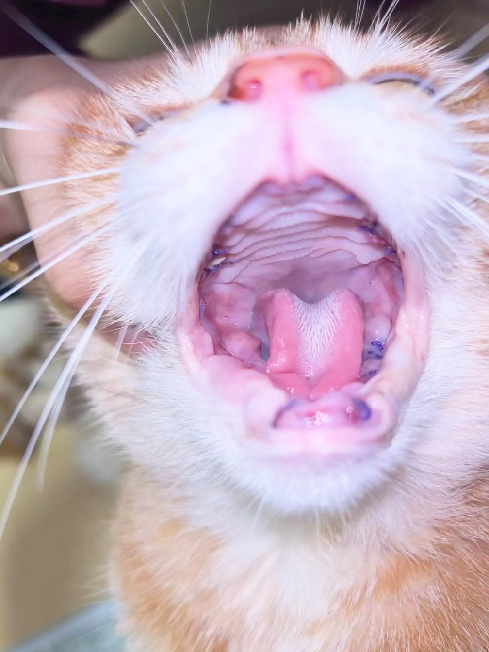 „VetMedix“ atvejų pasidalijimas 丨 Didelės galios lazeris skatina pooperacinį visos burnos ištraukimo dėl stomatito gijimą