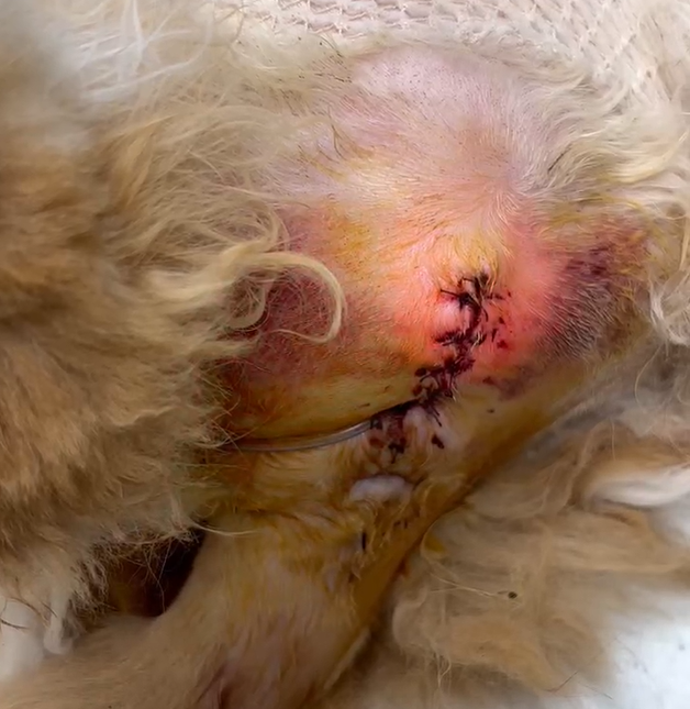 „Vetmedix“ atvejo dalijimasis 丨 Didelės galios lazeris gydo po urethrostomijos žaizdas