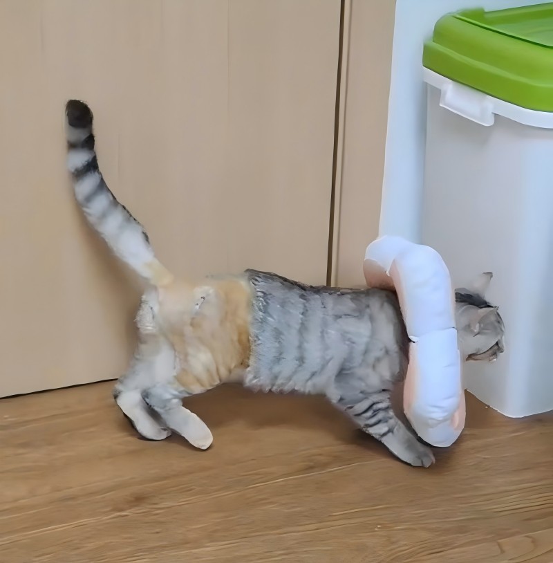 „Vetmedix“ atvejo dalijimasis