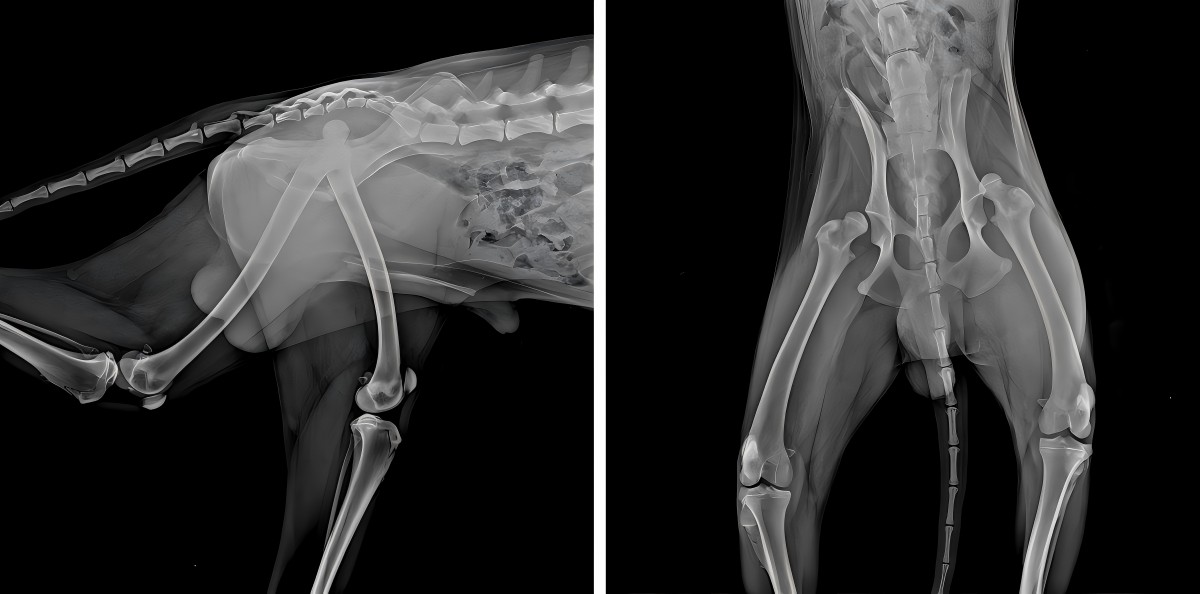 „Vetmedix“ atvejo dalijimasis 丨 Didelės galios lazeris pagerina pooperacinę dvišalės šlaunikaulio dislokacijos reabilitaciją