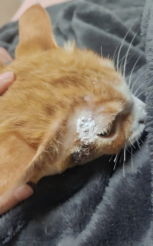 Vetmedix atvejų pasidalijimas 丨 Didelės energijos lazerio terapijos taikymo atvejis gydant odos išopėjimą