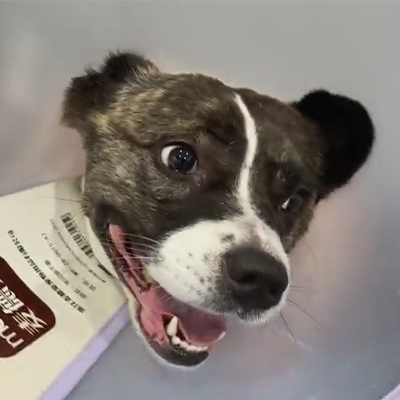 Vetmedix atvejo ataskaita 丨 Veterinarinės lazerio terapijos naudojimas gydant ūminį neuritą šunims