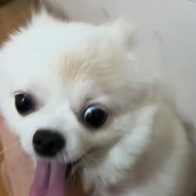 „Vetmedix“ atvejų pasidalijimas 丨 Didelio energijos vartojimo lazerio taikymo atvejis gydant šunų grybelius