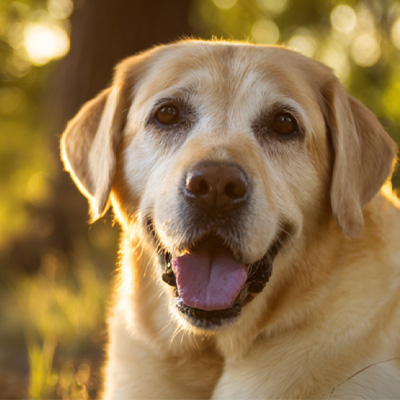 VetMedix atvejų pasidalijimas 丨 Didelės energijos lazerio terapijos taikymo atvejis gydant pooperacinius negyjančius perianalinius navikus